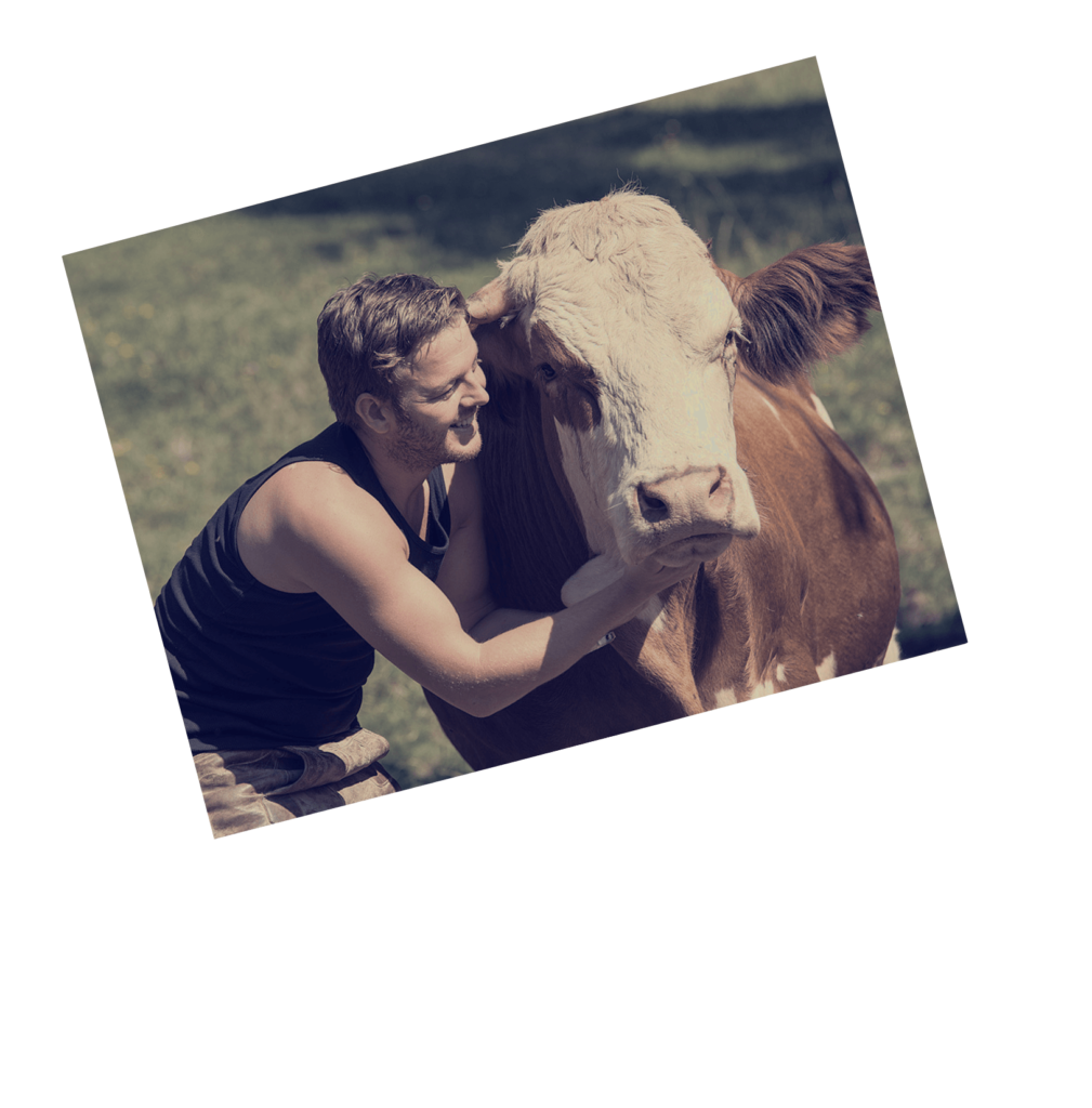 Bioochsenfleisch.com * Rindfleisch ab Hof von Robert Weißengruber